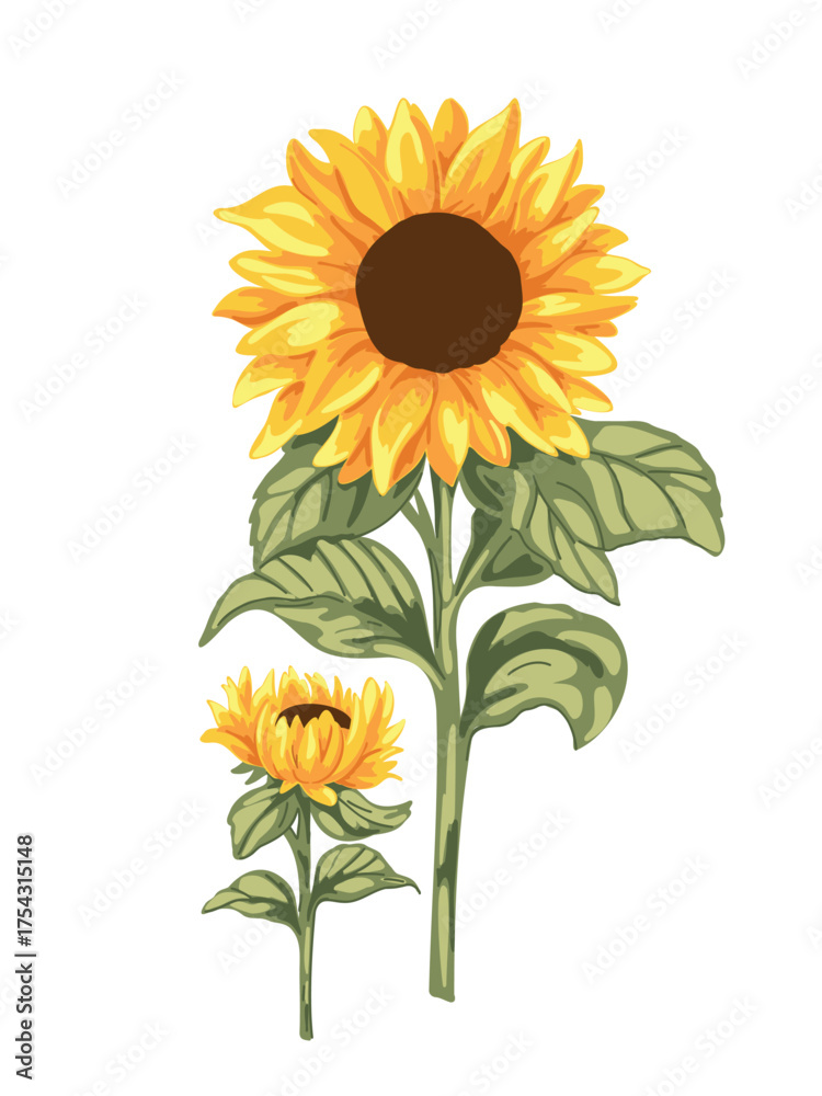 Obraz premium vector illustration beautiful bright sunflower