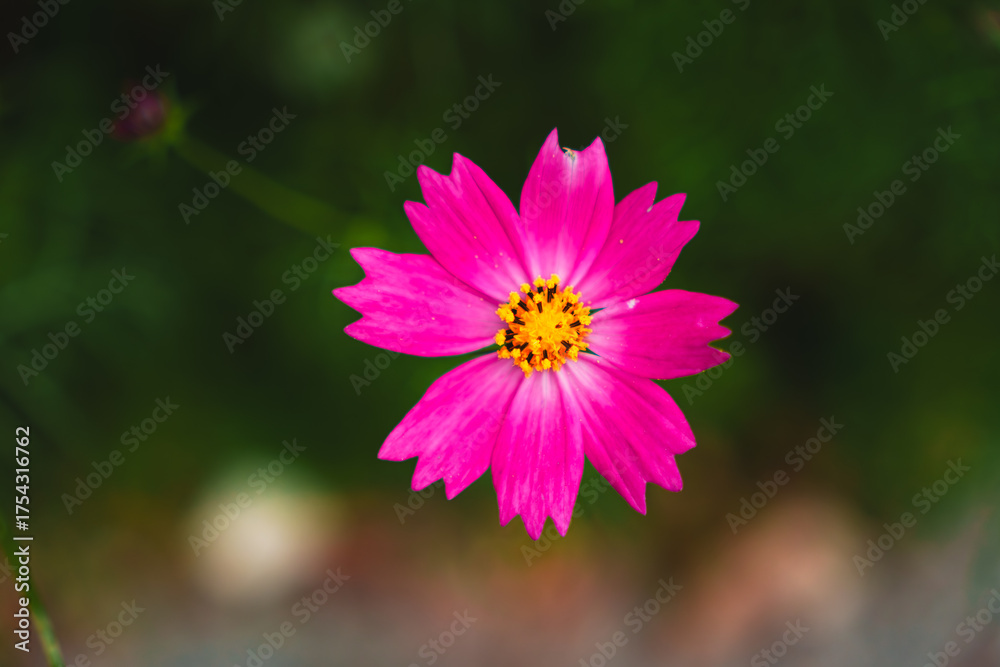Obraz premium Vibrant magenta Cosmos flower with unique serrated petals blooming in a garden, top-down macro shot.
