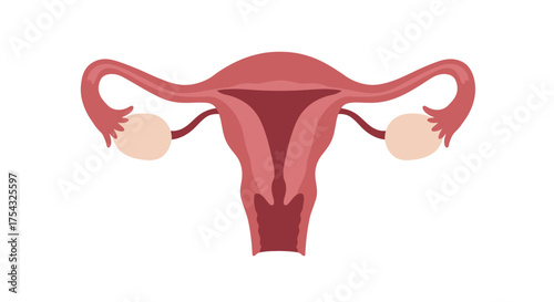 Illustration of a female uterus with fallopian tubes and ovaries shown
