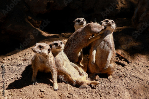 Group of meerkats socializing in sandy enclosure