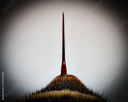 Sharp Macro of Bee or Wasp Stinger