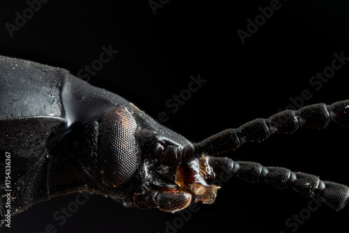 Profile Macro of Black Insect Head and Antennae