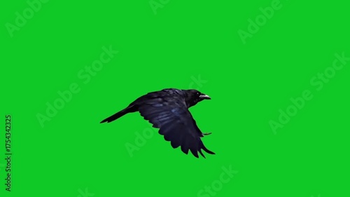 Cinematic looping crow on green screen conveying mystery and tension for trailers, horror intros, and dramatic overlays