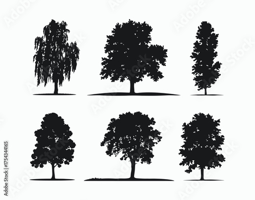 Elegant Poplar Tree Silhouette Isolated Vector Collection