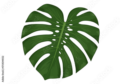 Detailed Monstera Deliciosa Leaf Illustration with Fenestrations and Veins.