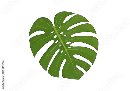 Vibrant Green Monstera Leaf with Distinctive Fenestrations.