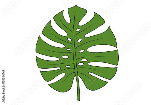Illustrated Green Monstera Leaf with Fenestrations and Lobes.