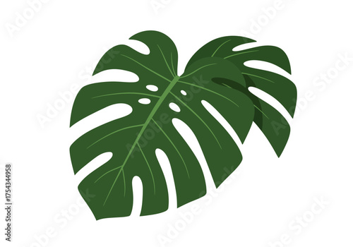 Two Green Monstera Leaves with Distinctive Fenestrations.