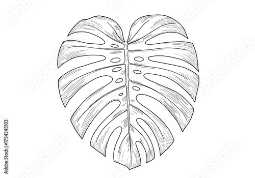 Detailed Line Art of a Monstera Leaf with Distinctive Fenestrations.