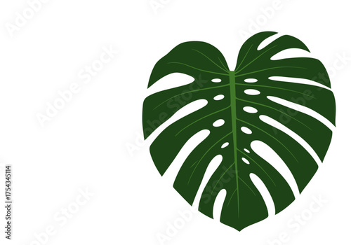 Isolated Monstera Deliciosa Leaf with Fenestrations on White Background.