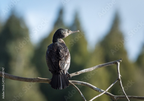 Black Shag or cormorant on perch overlooking lake