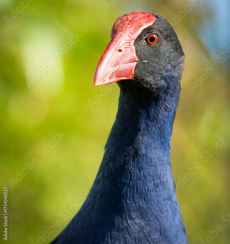Close up of Pukeko or purple swamphen wading in lake margins among reeds