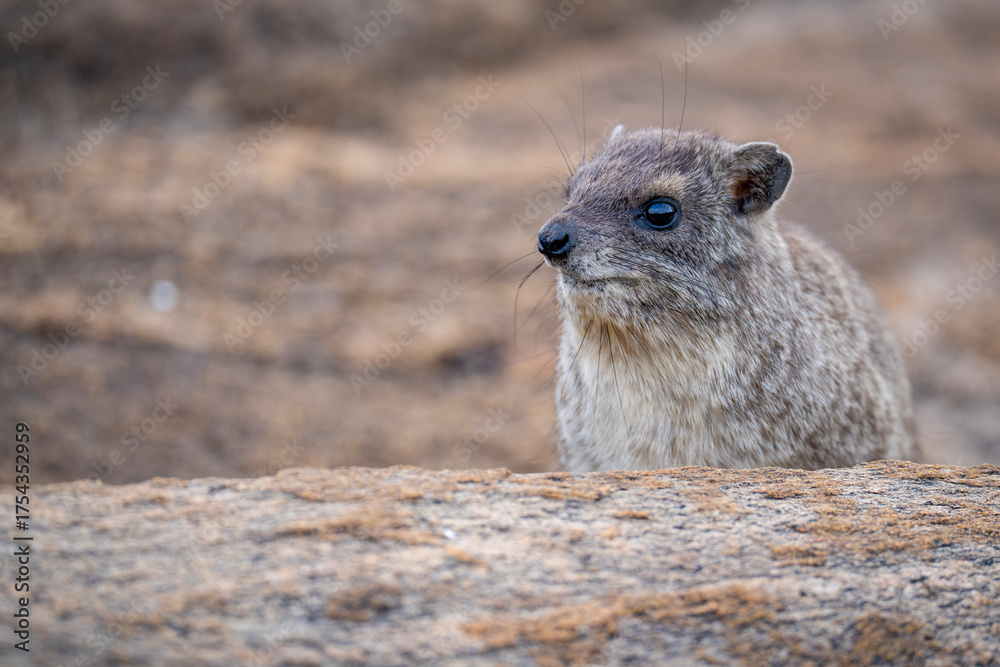 Naklejka premium Rock dassie portrait