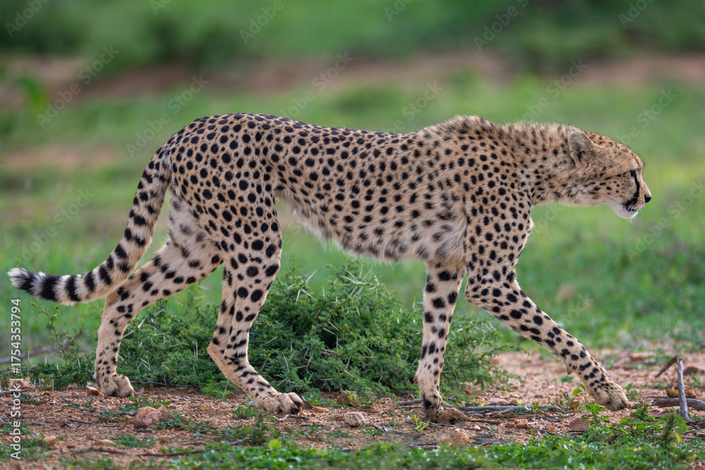 Obraz premium Cheetah