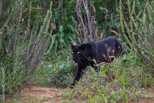 Melanistic leopard, or Black Panther in green vegetation