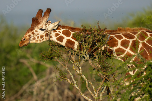 Photography Reticulated giraffe close up in green vegetation