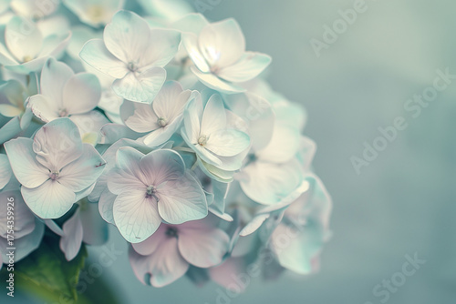 Fine art photograph of pale blue hydrangea blossoms in soft focus with pastel tones and vintage film texture