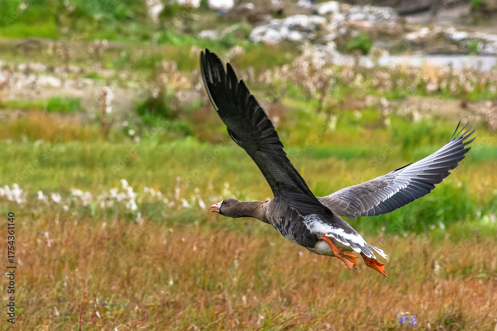 Obraz premium A flock of wild geese flying over the bright autumn tundra of the Yamal Peninsula. For environmental publications, tourist materials, and articles about the nature of the North