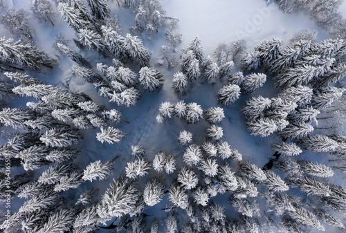 Aerial view of snow-laden trees creating a stark contrast against the dark forest floor, a winter wonderland captured from above, Rhinebeck, New York, United States.