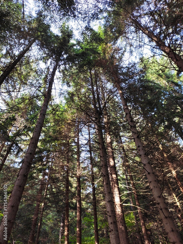 Fototapeta premium trees in the forest