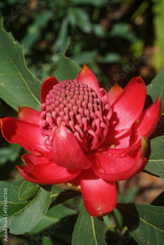 waratah