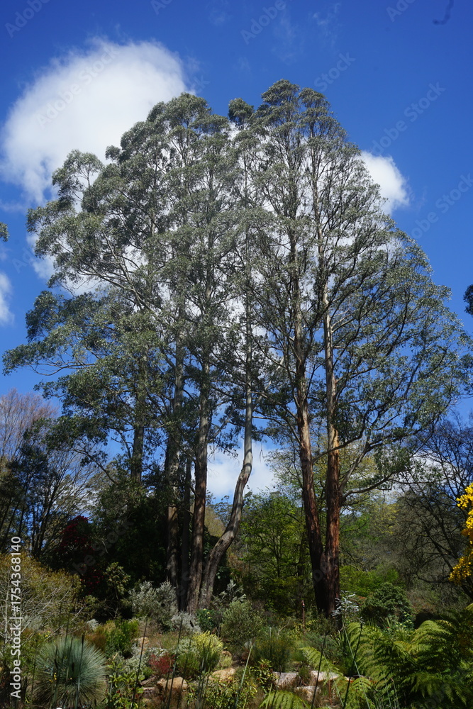 Obraz premium eucalyptus trees
