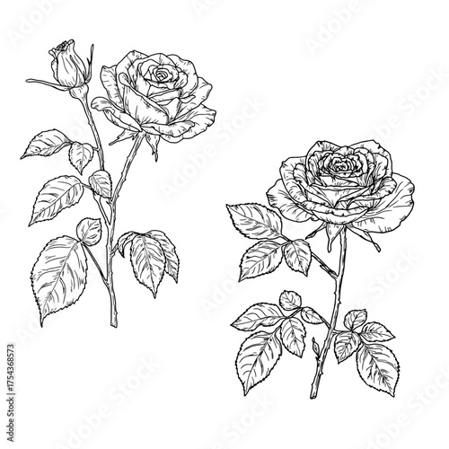 A rose on a thin stem with a bud and a leaf, a black and white sketch. Vector illustration. Graceful flowers with buds, set, isolated on a white background. For postcards, invitations and letters