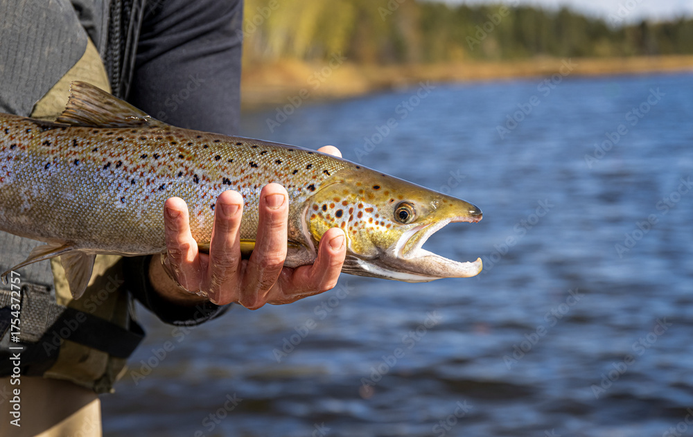 Obraz premium Atlantic Salmon