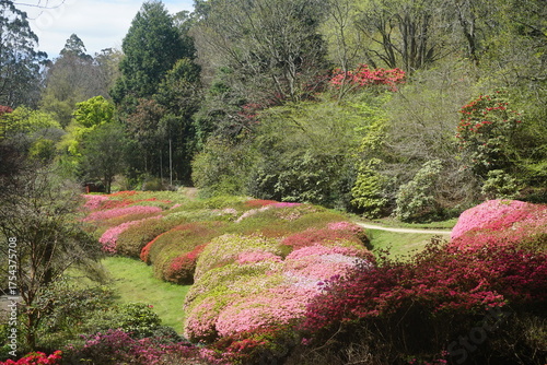 rhododendrons in the garden