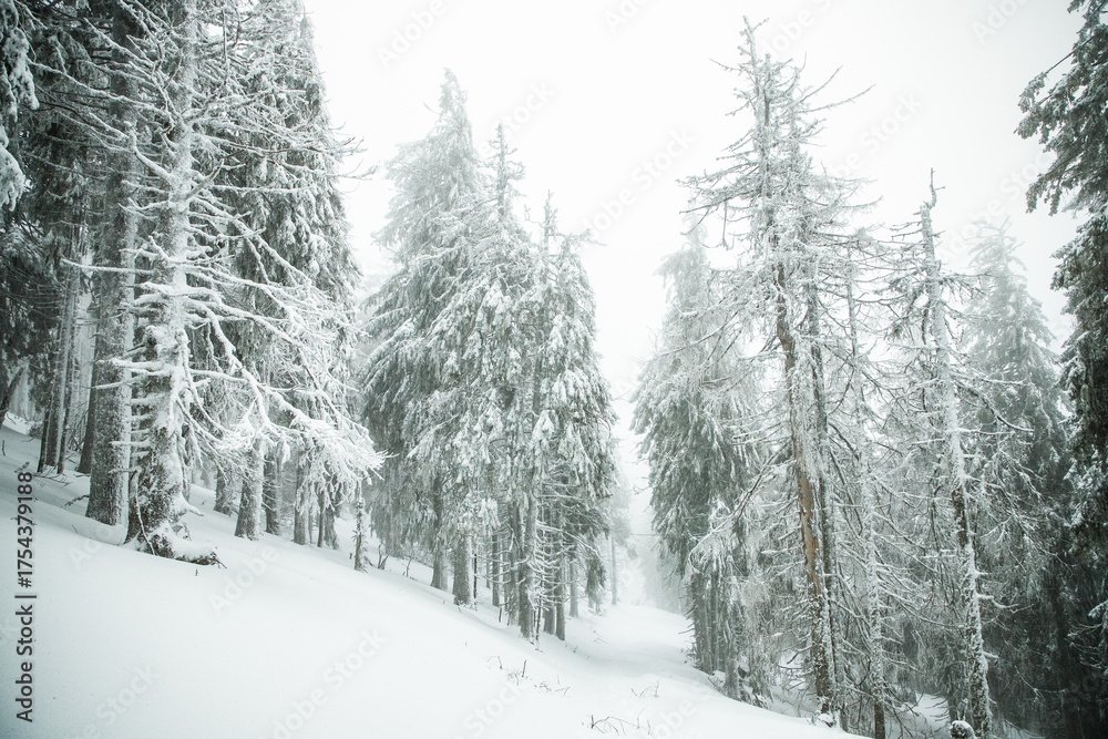 Obraz premium winter wonderland with snowy fir trees in the mountains
