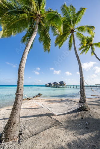 Palm trees with hammock on the beach