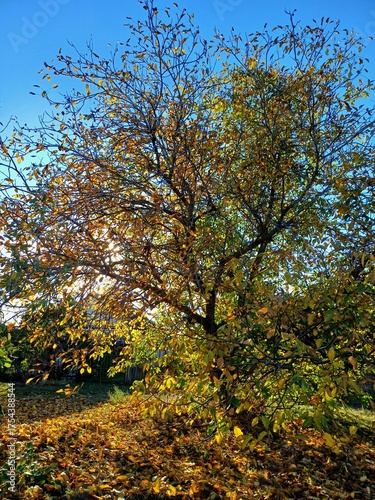 autumn in the park