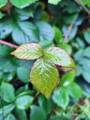 close up of green leaves