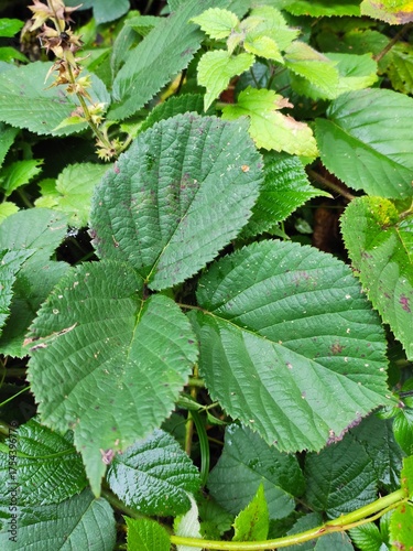 green leaves in the forest