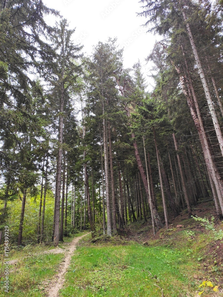 Fototapeta premium path in the forest
