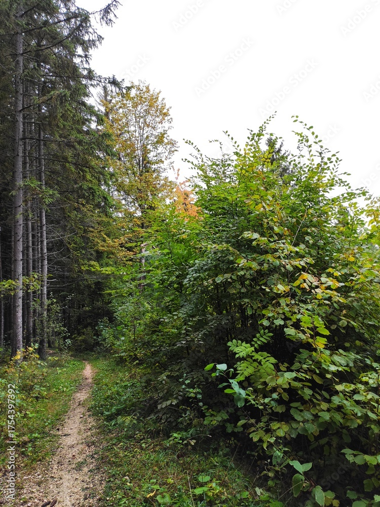 Obraz premium path in the forest