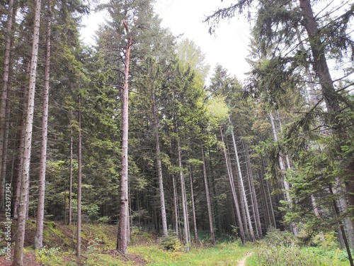 trees in the forest