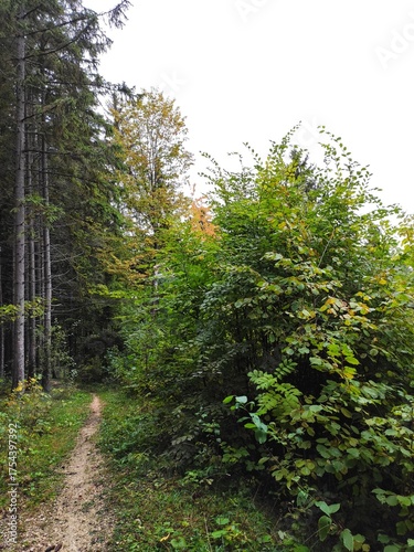 path in the forest
