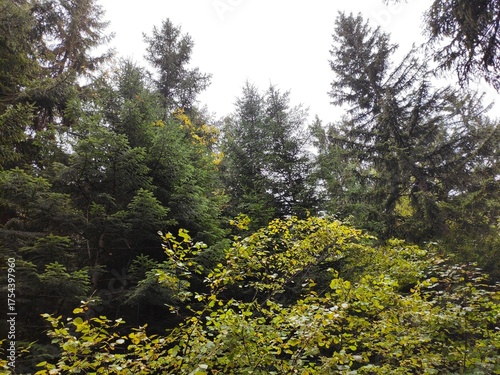trees in the forest
