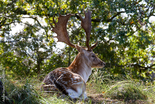 A fallow deer with large antlers resting in a forest clearing.