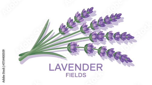 Lavender flower bouquet vector illustration of aromatic purple blossoms with green stems isolated on white background