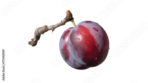 Fresh plum on a twig ripe fruit with water droplets isolated on white background