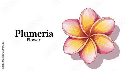 Detailed vector illustration of a plumeria flower tropical blossom with pink and yellow petals isolated on a white background