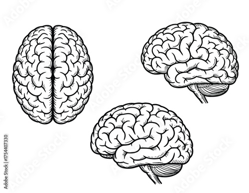 Detailed black and white line drawing vector illustration of human brain views scalable eps icon silhouette vector illustration white background