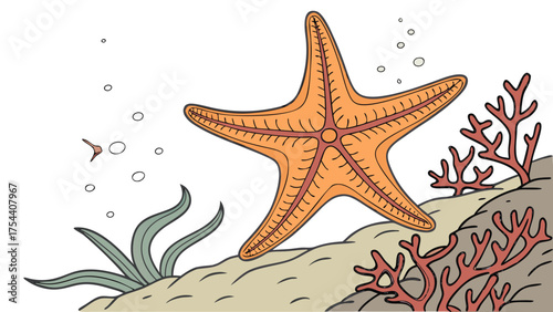 Starfish and seashells vector illustration with marine life elements on white background