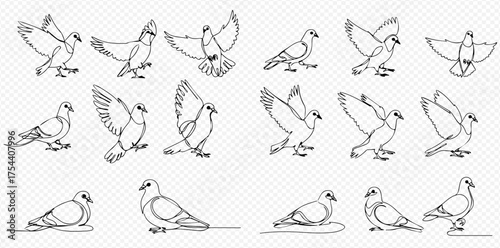 Continuous line art illustrations of pigeons in various poses, including standing, taking off, flying, and resting, on a transparent background.