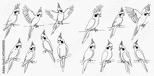 Collection of black and white line art illustrations depicting cockatiel parrots in various poses, including perched and with wings spread.
