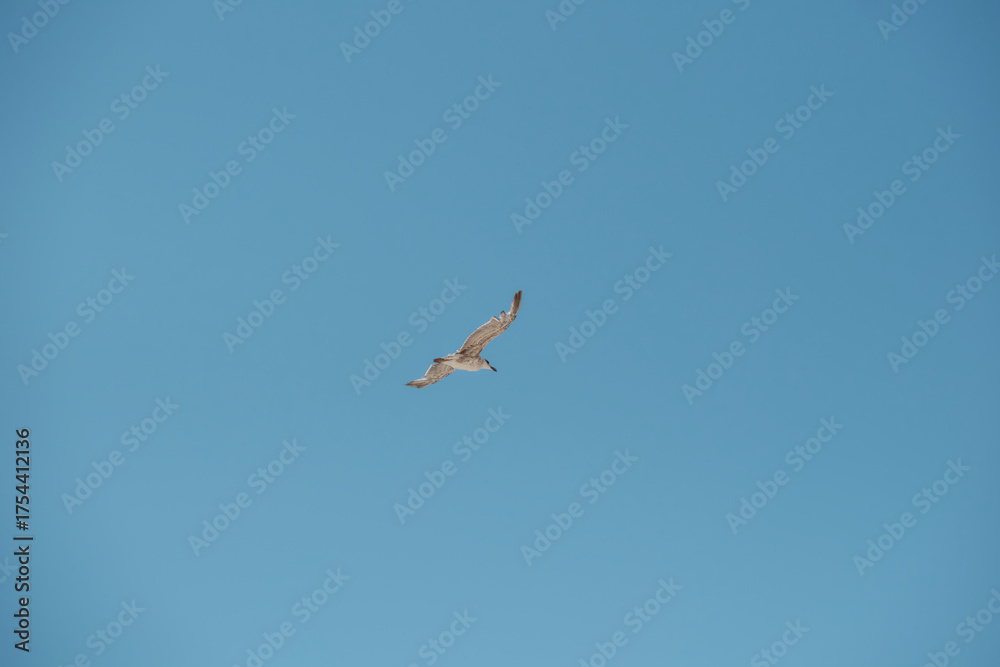 Obraz premium Single seagull flying in clear blue sky, minimalistic nature background symbolizing freedom, solitude and tranquility.
