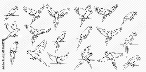 Collection of detailed line art illustrations featuring parrots in various flying and perched poses on a transparent background.