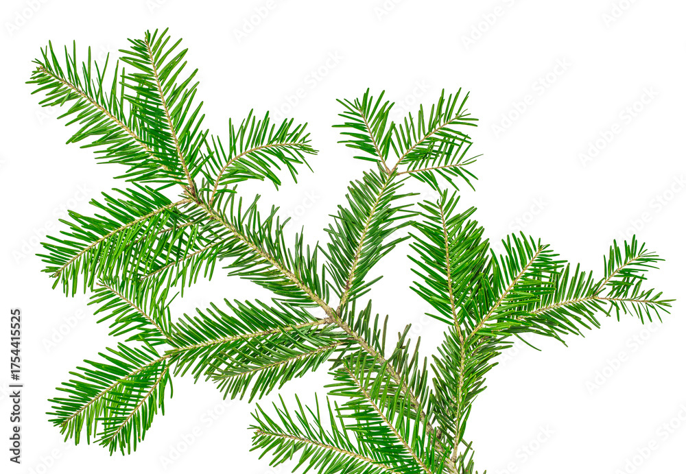 Naklejka premium Green fir tree branch isolated, fresh evergreen spruce twig for Christmas decoration